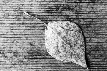 Black-white closeup leaf texture. Natural stylish background.