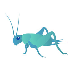 Insect - Cricket