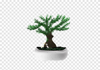 Bonsai Pinus Pine tree vectors in the marble cement pot with white tiny couple birds on transparency background