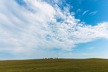 Cows graze in the green meadow Blue sky Farm