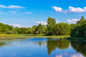 Fototapeta na wymiar landscape of the swamp lake in summer day