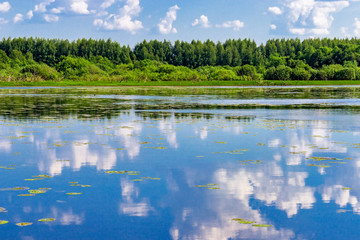 landscape of the swamp lake in summer day