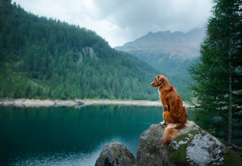 Nova Scotia Duck Tolling Retriever red dog on a mountain lake. Travel and hike with a pet. - Powered by Adobe