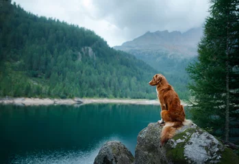 Poster Nova Scotia Duck Tolling Retriever roter Hund auf einem Bergsee. Reisen und wandern Sie mit einem Haustier. © annaav