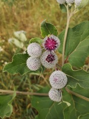 flower in the garden