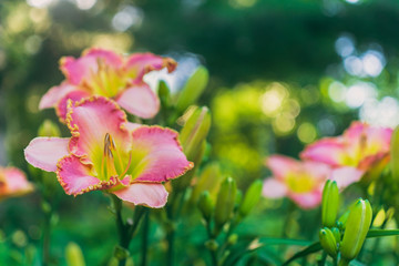 Pink daylily flowers in a garden in the summer