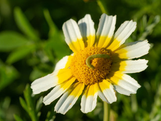 Fototapeta premium Caterpillar on a Flower 