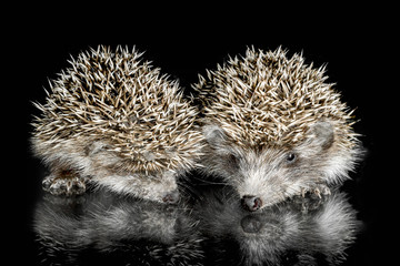 two cubs hedgehog on glass on a black background