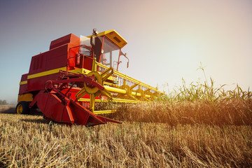 Obraz premium Harvesting wheat harvester on a sunny summer day