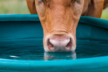 Kuh trinkt Wasser aus der Tränke