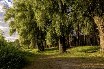 Three trees