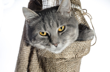 cat in a poke gray cat color of a tabby crawls out of a canvas bag hanging in a human hand