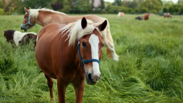 Horses are walking on high trampled grass. A brown horse with white spot on nose fits closer to the camera lens. Protected pasture for animals. Stallions for racing. Prores, slow motion, wide angle