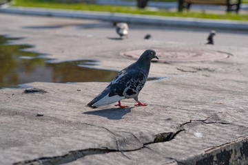 City doves or City pigeons.Gray and white feathers on the wing of common wood pigeon.