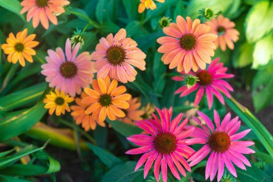 Cone flowers in a garden field in the summer