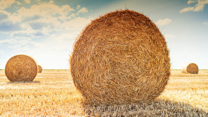 haystacks lie on a field harvesting on a farm