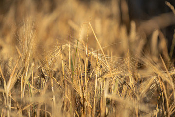 Summer evening sunset close-up shot of ripe barley ears on a field illuminated by the sun. Photo taken near Cottbus in Brandenburg, East Germany. Barley is, along with Wheat, the main food grain.