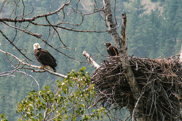 white bald eagle with youngster