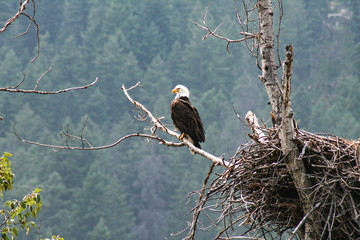 white bald eagle in british columbia 