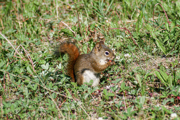 cute squirrel in british columbia