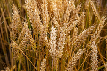 Beautiful wheat field in windy weather. Ukraine