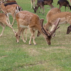 deer, fallow deer in the open air on a clearing in northern Germany