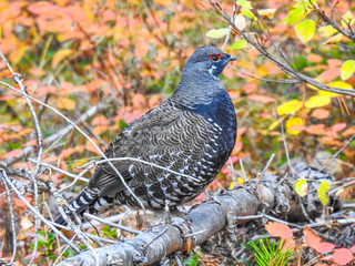 Juvenile Quail on a Branch