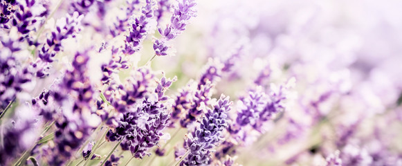 Violet Lavender flowers background