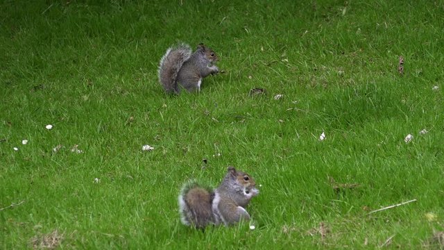 UK June 2019 - Two fat grey squirrels sit upright while eating on a green grass lawn and one of them turns and scratches its cheek.