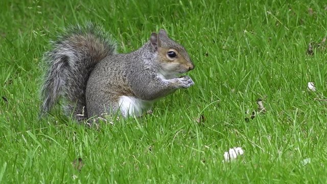 UK June 2019 -  A fat squirrel forages for food on a lush green grass lawn and scratches its head.