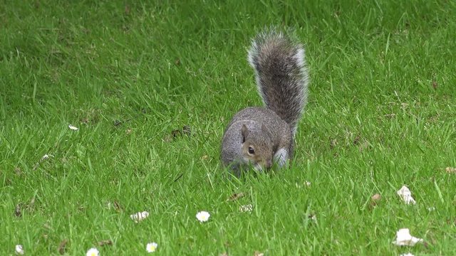 UK June 2019 -  A fat squirrel forages for food on a lush green grass lawn.