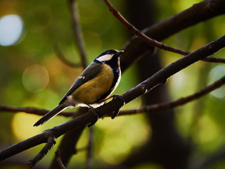 colored tit sitting on a tree