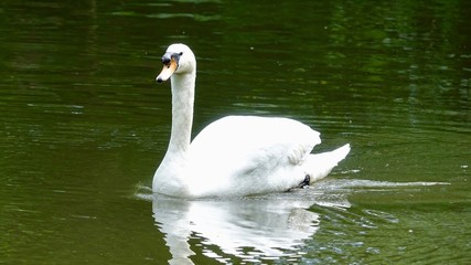 Weisser Schwan in einem See, schwimmend