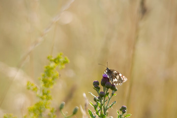 Melanargia galathea on the blossom of a thistle plant