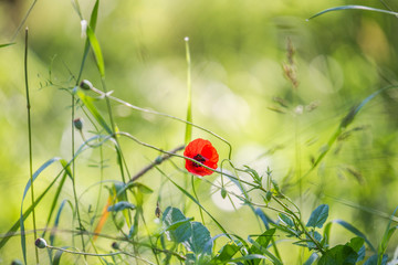 red poppy flowers in a field in front of a soft background in soft colors