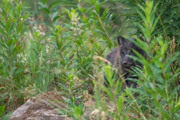Naklejka na ściany i meble black Arctic fox cubs, Vulpes lagopus, playing/fighting/sitting looking sweet and cute amongst grass during summer.