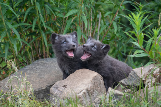 black Arctic fox cubs, Vulpes lagopus, playing/fighting/sitting looking sweet and cute amongst grass during summer. - Powered by Adobe