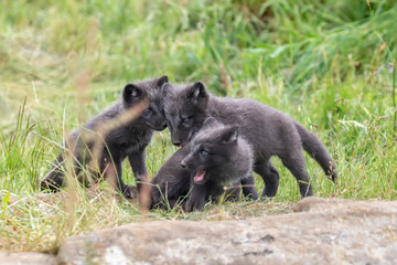 Fototapeta premium black Arctic fox cubs, Vulpes lagopus, playing/fighting/sitting looking sweet and cute amongst grass during summer.