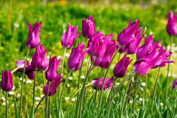 wet purple tulips