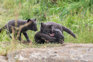 black Arctic fox cubs, Vulpes lagopus, playing/fighting/sitting looking sweet and cute amongst grass during summer.