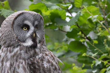 Great Grey Owl, Strix nebulosa, close up/portrait perched on green leaf trees looking front and sides during summer/spring.