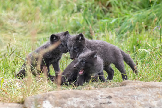 black Arctic fox cubs, Vulpes lagopus, playing/fighting/sitting looking sweet and cute amongst grass during summer. - Powered by Adobe