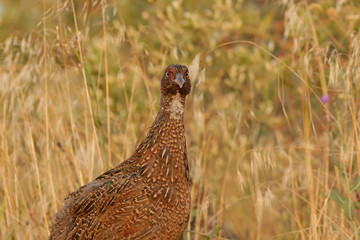pheasant in the field