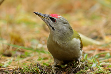 bird on grass