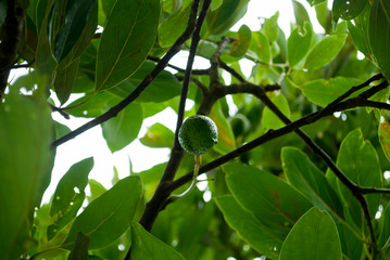 Avocado tree in Guatemala, Central America, green economy, export crop, harvest 2019.
