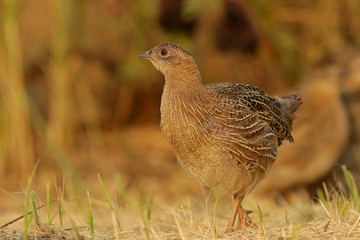 bird in the grass