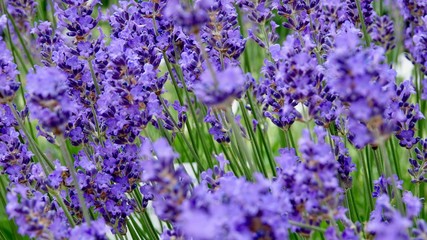 Fototapeta premium Lavendel, Nahaufnahme