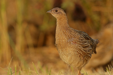 pheasant male bird in the grass
