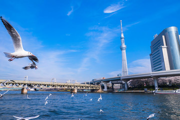 浅草 隅田公園に集まるユリカモメ