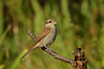 Naklejka premium sparrow on a branch